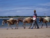 Lamu Escape